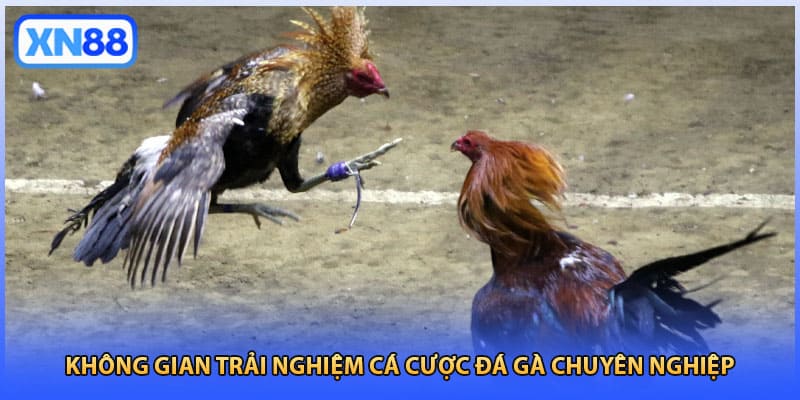 Không gian trải nghiệm cá cược đá gà chuyên nghiệp